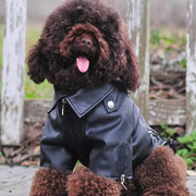 Eagle Print Dog Jacket – Faux-Leather Look Outdoor Coat