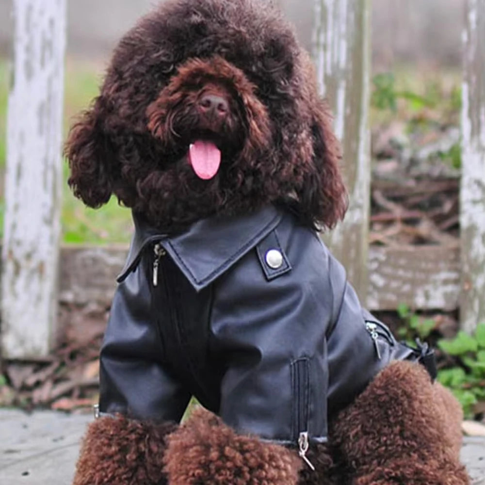 Eagle Print Dog Jacket – Faux-Leather Look Outdoor Coat