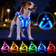 Blue LED dog harness on dog at night